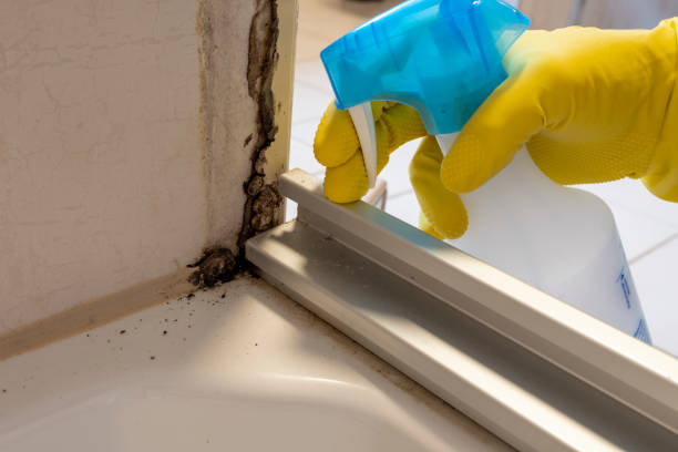 Best Basement Mold Remediation in Capitol View, SC
