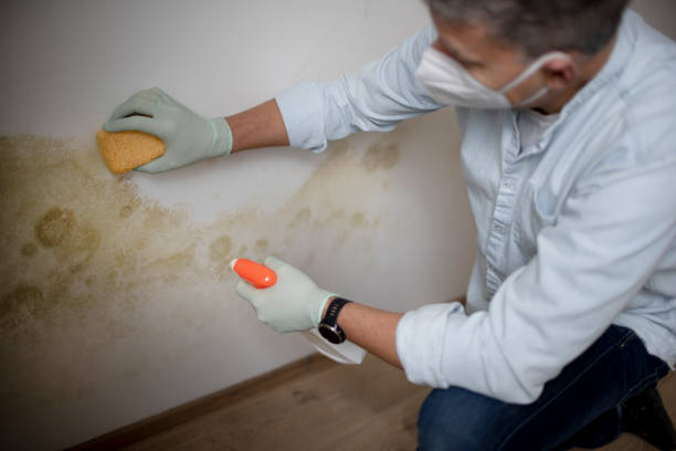 Best Mold Testing and Inspection Services in Capitol View, SC