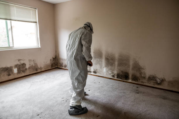 Best Emergency Mold Remediation in Capitol View, SC