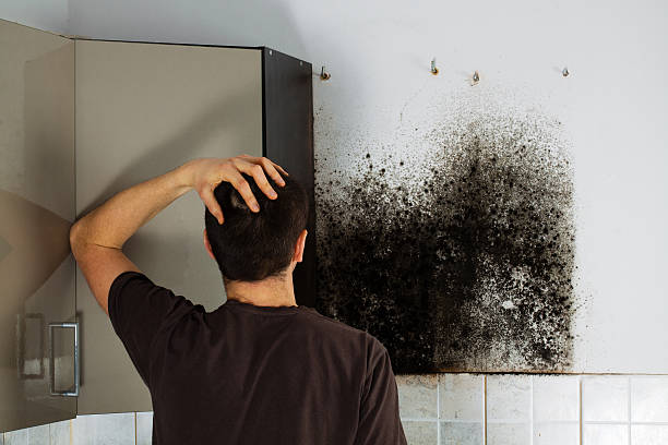 Professional Mold Remediation in Capitol View, SC