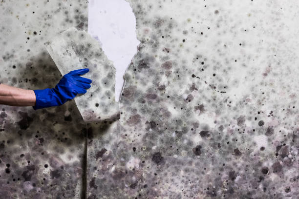Best Basement Mold Remediation in Capitol View, SC